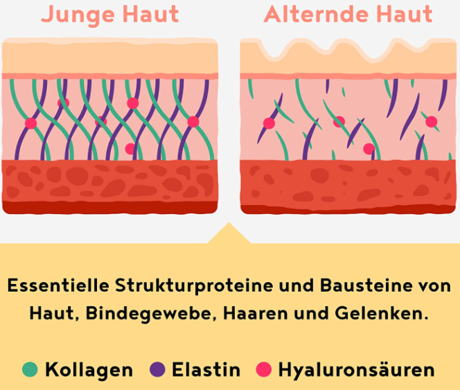 collagen elastin hyaluronsäure wirkung